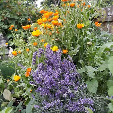 Seepension Hemetsberger Guest house